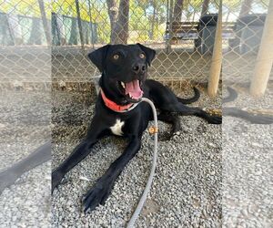 Labrador Retriever-Unknown Mix Dogs for adoption in Woodland, CA, USA