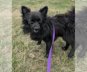 Chiranian Dogs for adoption in Portland, IN, USA