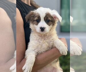 Cocker Spaniel-Unknown Mix Dogs for adoption in Dana Point, CA, USA