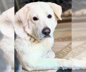 Great Pyrenees Dogs for adoption in Coldwater, MI, USA