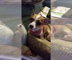 Chihuahua Dogs for adoption in Fort Myers, FL, USA