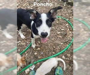 Border Collie-Unknown Mix Dogs for adoption in Brookeville, MD, USA