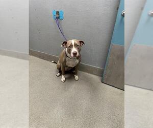 American Pit Bull Terrier-Unknown Mix Dogs for adoption in Las Vegas, NV, USA