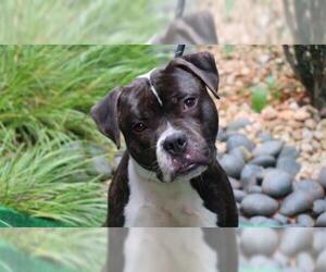 Bullboxer Pit Dogs for adoption in Charlotte, NC, USA