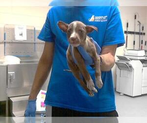 American Pit Bull Terrier Dogs for adoption in Fayetteville, NC, USA