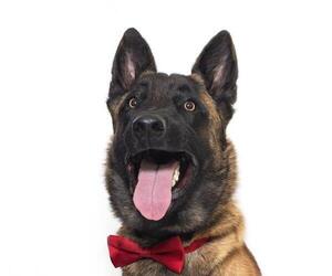 Mutt Dogs for adoption in Santa Maria, CA, USA