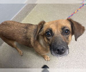 Chihuahua-Unknown Mix Dogs for adoption in Las Vegas, NV, USA