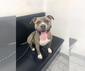 American Staffordshire Terrier Dogs for adoption in Las Vegas, NV, USA