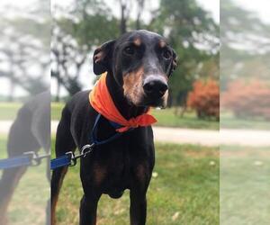Doberman Pinscher Dogs for adoption in Minneaoplis, MN, USA