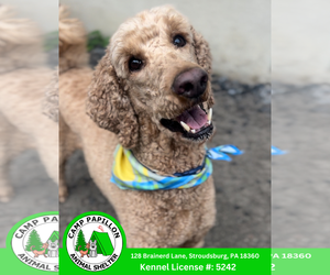 Poodle (Standard) Dogs for adoption in Stroudsburg, PA, USA