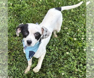 Mutt Dogs for adoption in Batavia, OH, USA