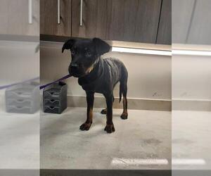 Doberman Pinscher-Labrador Retriever Mix Dogs for adoption in Baytown, TX, USA