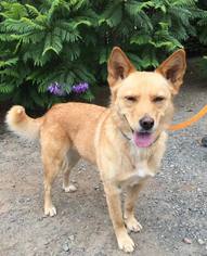 Finnish Spitz Dogs for adoption in Penngrove, CA, USA