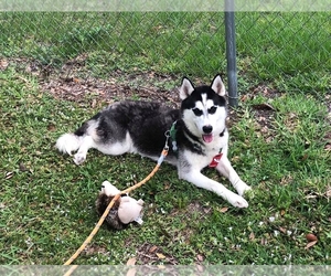 Siberian Husky Dogs for adoption in North Fort Myers, FL, USA