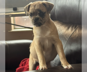 Pug-Unknown Mix Dogs for adoption in Denton, TX, USA