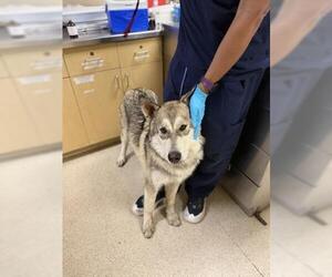 Medium Photo #2 Siberian Husky-Unknown Mix Puppy For Sale in Riverside, CA, USA