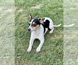 Jack Russell Terrier Dogs for adoption in Eastman, GA, USA
