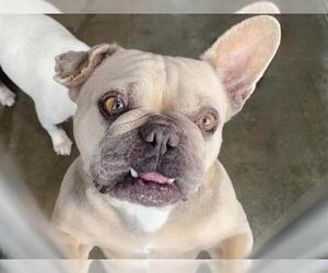 French Bulldog Dogs for adoption in Orange, CA, USA