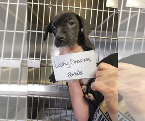 American Pit Bull Terrier Dogs for adoption in Evansville, IN, USA
