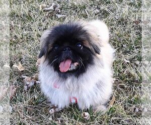 Small Pekingese