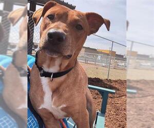 Mutt Dogs for adoption in Denver, CO, USA