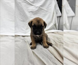 Black Mouth Cur-Unknown Mix Dogs for adoption in Mobile, AL, USA