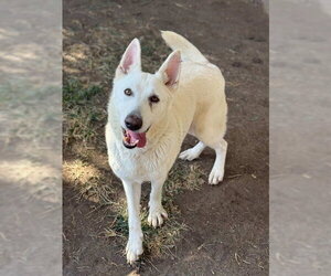 German Shepherd Dog Dogs for adoption in Riverside, CA, USA