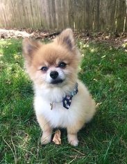 Pomeranian Dogs for adoption in Livonia, MI, USA