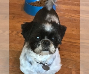 Shih Tzu Dogs for adoption in Candler, NC, USA
