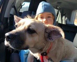 Pembroke Welsh Corgi Dogs for adoption in Rockaway, NJ, USA