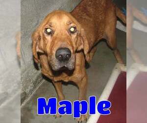 Bloodhound Dogs for adoption in Lawrenceburg, KY, USA