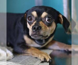 Pug-Unknown Mix Dogs for adoption in San Antonio, TX, USA