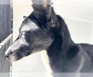 German Shepherd Dog-Unknown Mix Dogs for adoption in Houston, TX, USA