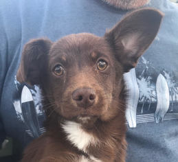 Chihuahua-Unknown Mix Dogs for adoption in Sonora, CA, USA