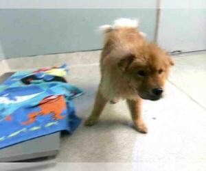 Chow Chow Dogs for adoption in Tallahassee, FL, USA
