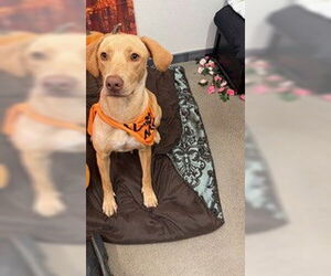 Labrador Retriever-Unknown Mix Dogs for adoption in Globe, AZ, USA