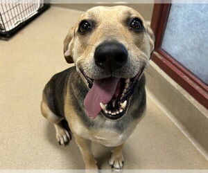 Mutt Dogs for adoption in Raleigh, NC, USA