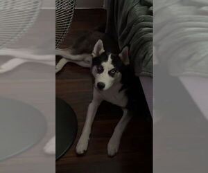 Siberian Husky Dogs for adoption in Ogden, UT, USA