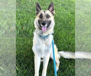 German Shepherd Dog Dogs for adoption in Sacramento, CA, USA