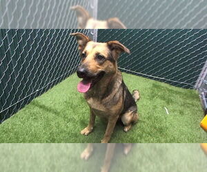 German Shepherd Dog Dogs for adoption in Downey, CA, USA