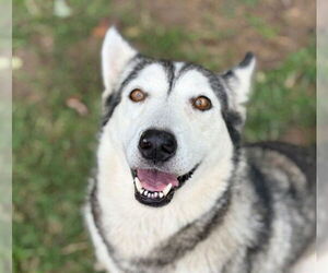 - Mix Dogs for adoption in Tulsa, OK, USA