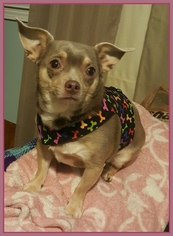 Medium Photo #1 Chihuahua Puppy For Sale in Taunton, MA, USA