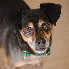 Chiweenie Dogs for adoption in Kanab, UT, USA
