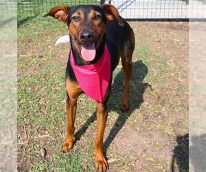 Doberman Pinscher-Unknown Mix Dogs for adoption in San Antonio, TX, USA