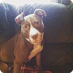 American Pit Bull Terrier Dogs for adoption in Parkesburg , PA, USA