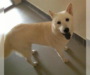 Akita Dogs for adoption in Sanford, FL, USA
