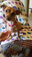 Medium Photo #1 Chiweenie Puppy For Sale in Rancho Santa Margarita, CA, USA
