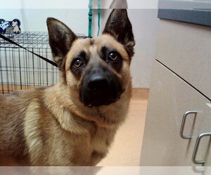 German Shepherd Dog-Unknown Mix Dogs for adoption in Martinez, CA, USA