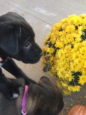 Labrador Retriever-Unknown Mix Dogs for adoption in Bristol, TN, USA