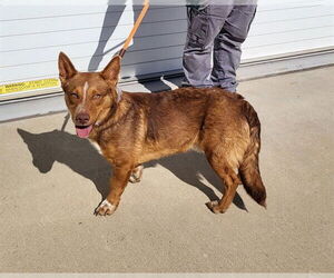 Pembroke Welsh Corgi-Unknown Mix Dogs for adoption in Louisville, KY, USA